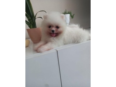 Dişi 2.5 aylık pomeranian boo yavrumuz