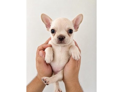 French bulldog yavrular