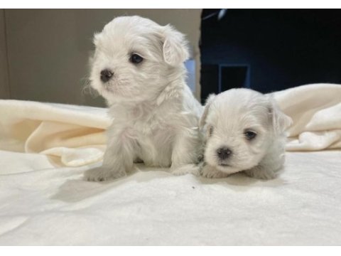 Hipoalerjenik maltese yavrular