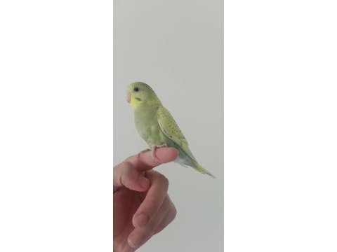 Yeme düşecek muhabbet kuşu