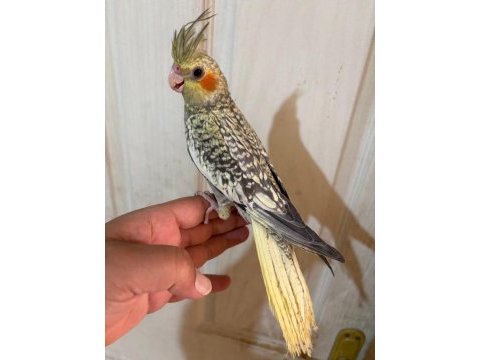 50 günlük kusursuz pearl sultan papağanı bebek