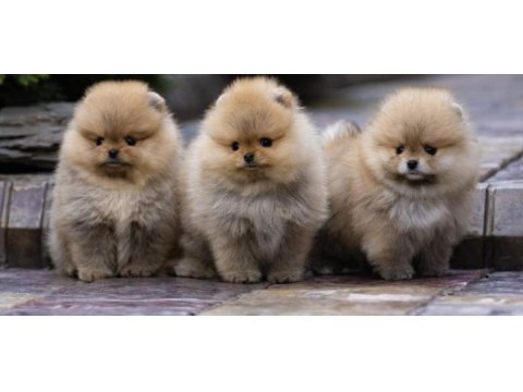 Ayı surat orjinal tayland pomeranian boo yavrular