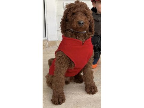 4 aylık erkek red brown (kızıl kahverengi) labradoodle