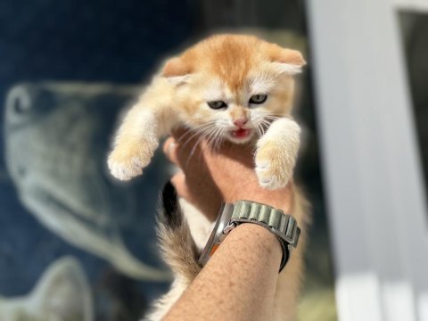 Ziyarete açık brirish shorthair ve longhair yavrular