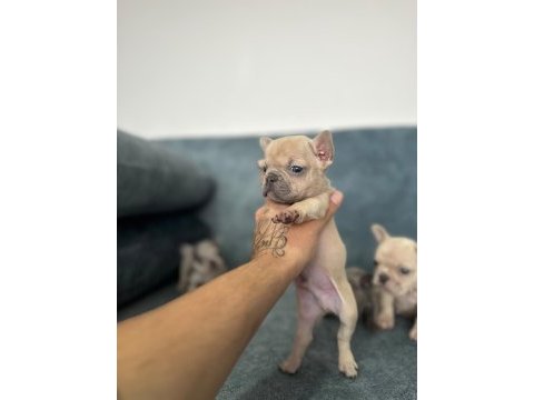 Show kalite french bulldog bebekler