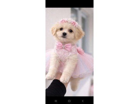 Maltipoo yavrum 55 günlük