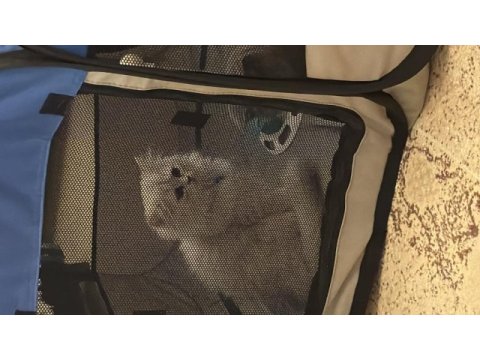 2.5 aylık chinchilla dişi kedimiz