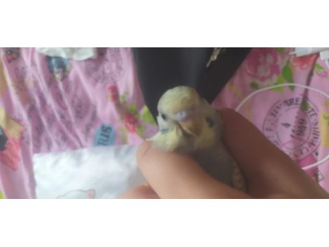 Yavruya hazırlık yapan eşli muhabbet kuşu