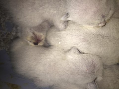 4 günlük siyam kedisi yavru
