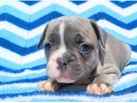 Blue merle ve silver blue fawn french bulldog bebekler