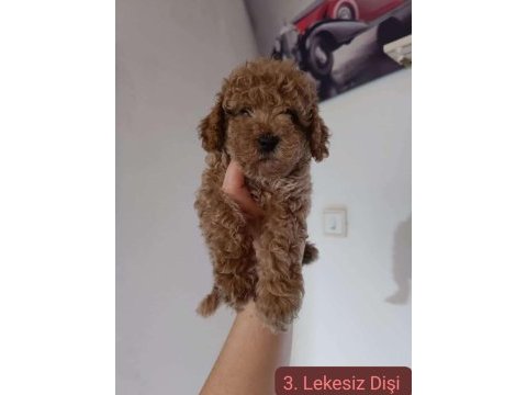 Poodle bebeklerimiz yeni yuvalarını bekliyor