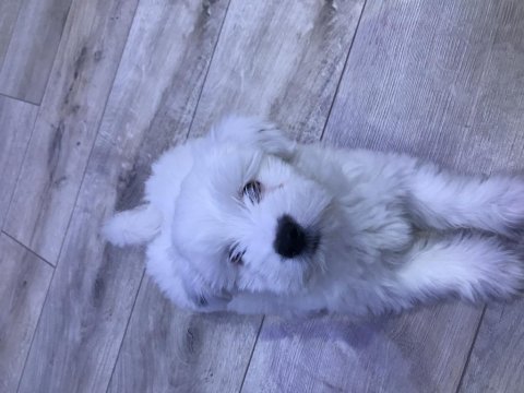 Terrier maltese