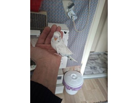 Yavru yeme düşecek muhabbet kuşları