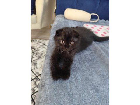 Tuvalet eğitimi var 2 aylık scottish fold