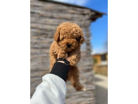 Toy poodle yavrular