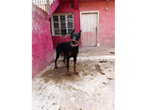 1 buçuk yaşında üst düzey dişi doberman
