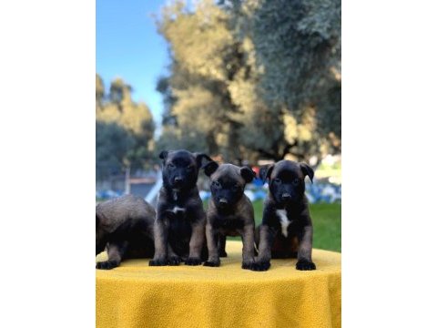 Irk ve saglık garantili malinois yavrular
