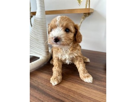 Sevimli maltipoo canlar