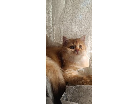 Full şecereli british longhair