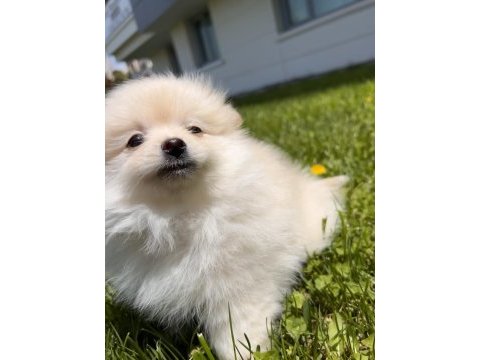 Kremalı pomeranian spitz dişi