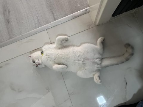 7 aylık blue point scottish fold yeni yuvasını arıyor