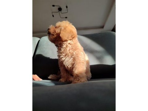 Maltipoo 3 aylık erkek