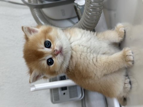 Orjinalşecereli ny12 british shorthair gold yavrum