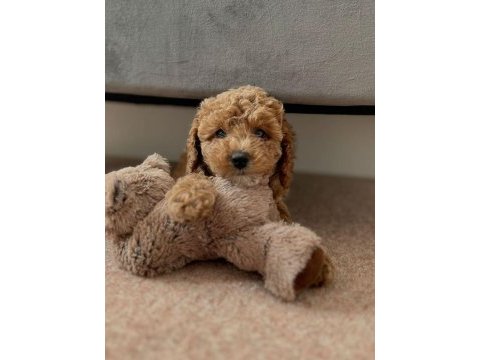 Toy poodle 0 numara garantili bebekler