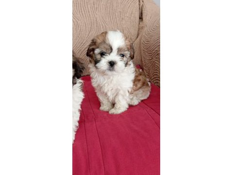 Shih tzu yavrularımız sağlık ve ırk garantili teslim