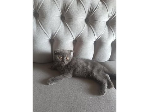 0-3 aylık scottish fold cinsiyeti kızdır