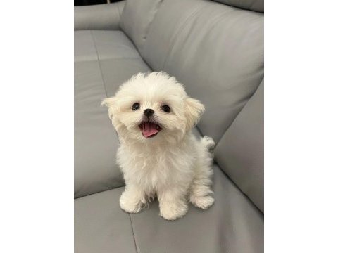 Oyuncak bebek maltese terrierler