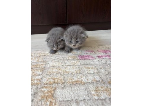 Scottish fold yavru kedimiz