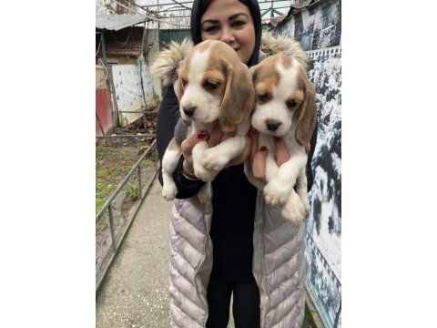 Safkan elizabet beagle yavrularım