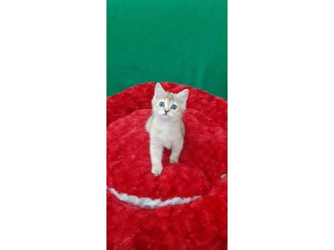 British shorthair sevimli yavrumuz