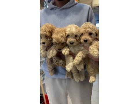 Orijinal ırk toy poodle red brown kg garantili