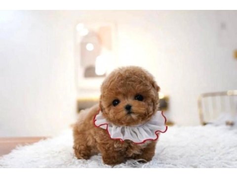 Maltipoo bebeklerim