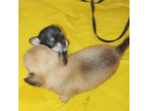 Yavru chihuahua