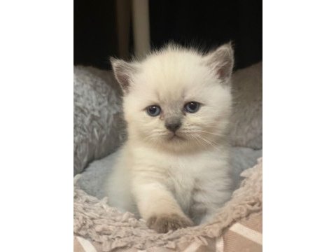 British shorthair bebekler 2 aylık