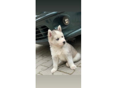 Safkan husky yavruları