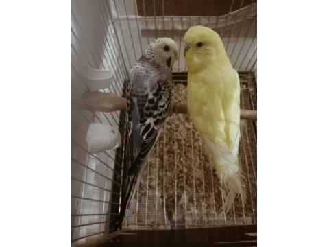 Sarı erkek mavi dişi çift muhabbet kuşu