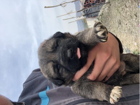 Kangal köpekler 1 aylık aslan yavruları