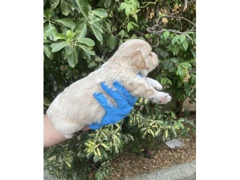 Maltipoo lokumcuklar