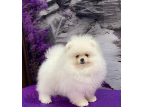 Ayı surat pomeranian boo yavrularımız