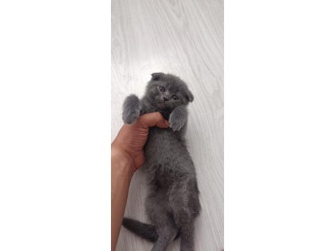 Scottish fold yavrularımız sahiplendirilecektir