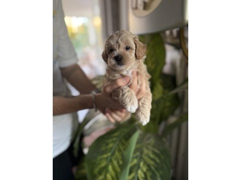 Safkan ırk garantili maltipoo bebeklerim