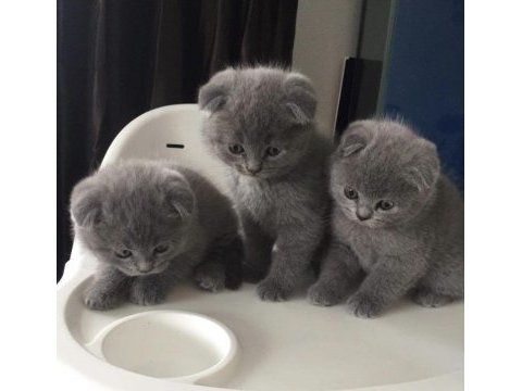 Irk garantili scottish fold yavrularımız