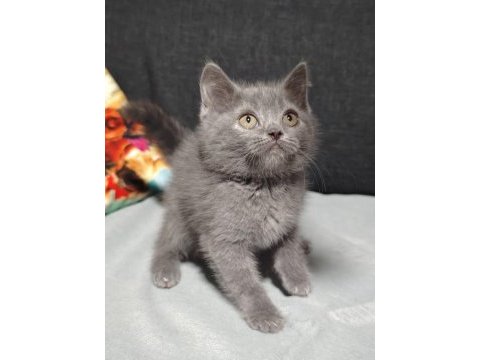 British shorthair her renk her türden yavrular