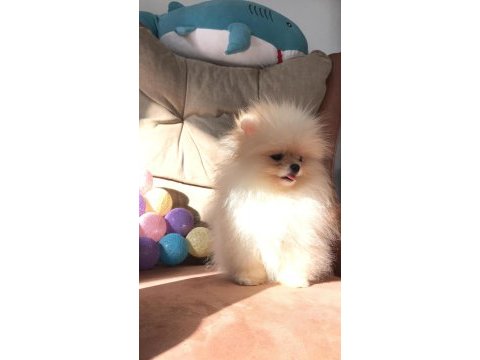 Pomeranian boo ırk garantili yavrular
