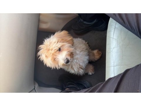 5 aylık maltipoo