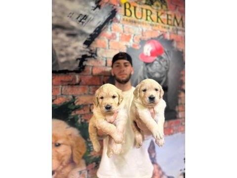 Burkem çiftliğimizden golden retriever dostunuz
